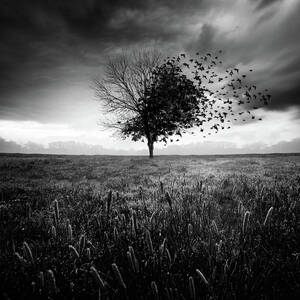 Illusion D'un Printemps Perdu by Sebastien Del Grosso