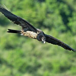 Immature Bearded Vulture In Flight by Science Photo Library