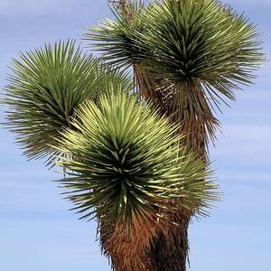 Joshua Tree (yucca Brevifolia) by Science Photo Library