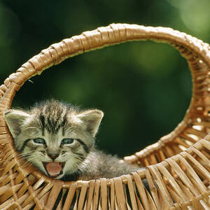 Kitten In A Basket by Johan De Meester