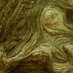 Knarly Grain On Cedar Snag by Daniel Reed