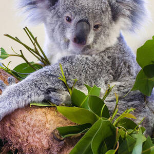 Koala on top of a tree by Flees Photos