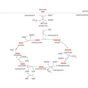 Krebs Metabolic Cycle by Science Photo Library