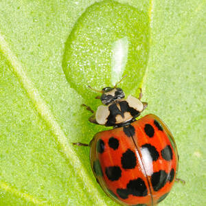 Ladybug Drinking by Scott Linstead