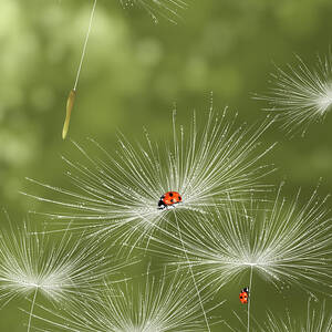 Ladybug by Veronica Minozzi