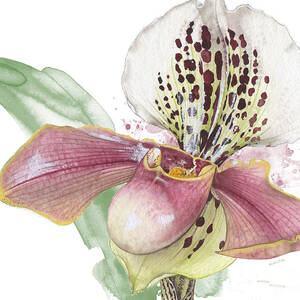 LADYS SLIPPER - ORCHID 14 - Elena Yakubovich by Elena Daniel Yakubovich