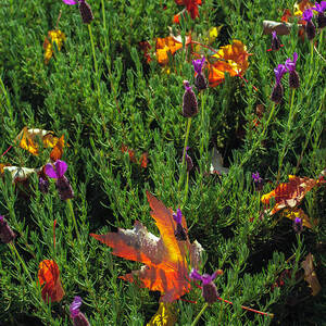 Lavender and Autumn Mixed by Tikvah's Hope
