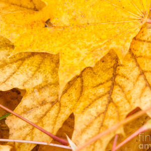Leaf Patterns by Cheryl Baxter