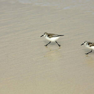 Least Sandpipers, Calidris Minutilla by Chico Sanchez
