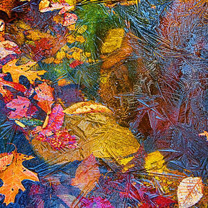 Leaves In Ice Abstract by John Haldane