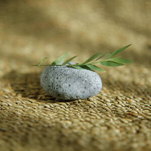 Leaves On A Pebble by Science Photo Library