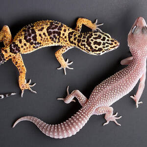 Leopard Gecko E. Macularius Collection by David Kenny