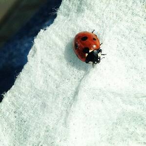 Lil Ladybug In My Roller #ladybug #work by Geoff Clarke