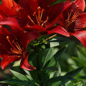 Lilies in Red by Leda Robertson