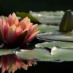 Lily in Light by Leda Robertson