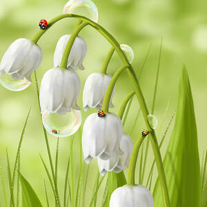 Lily of the valley by Veronica Minozzi
