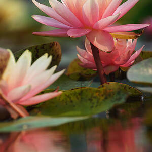 Lily Reflections 2 by Leda Robertson