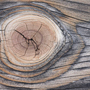 Lodgepole Pine Wood Patterns by Peter Cairns
