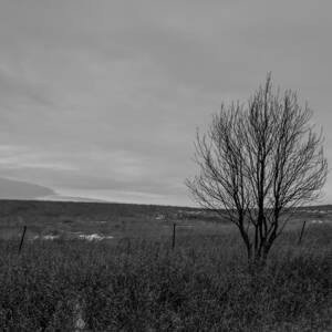 Lonely Tree 2 by Chad Rowe