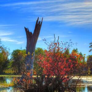 Lonely Tree by David Morefield