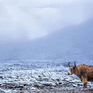 Lonely Yak In The Himalayas, Nepal by Feng Wei Photography