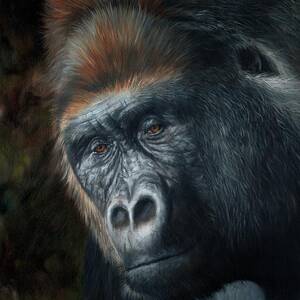 https://render.fineartamerica.com/images/rendered/square-dynamic/small/images-medium-large-5/lowland-gorilla-painting-david-stribbling.jpg