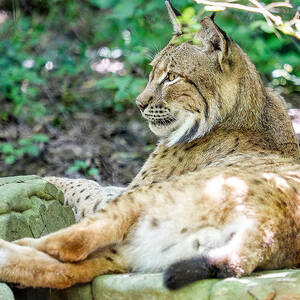 Lynx by Brett Engle