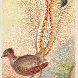 Lyre Bird, From The Birds by Issued by Allen & Ginter