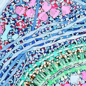 Macrophage Engulfing Bacterium by Science Photo Library