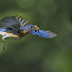 Male Eastern Bluebird by Susan Candelario Male Eastern Bluebird by Susan Candelario