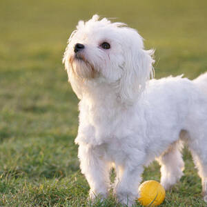 Maltese With Ball by Johan De Meester