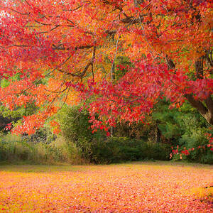 Maple In Red And Orange by Jeff Folger