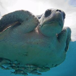 Marine Turtle And Fish by Science Photo Library