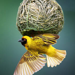 Masked weaver at nest by Johan Swanepoel
