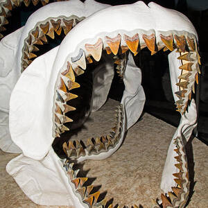 Megalodon Jaws Models by Millard H. Sharp