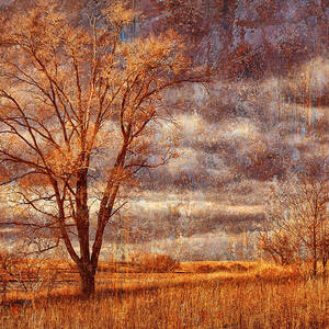 Memories of a Tree by Nikolyn McDonald
