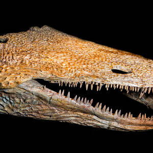 Metoposaurus Skull by Millard H. Sharp