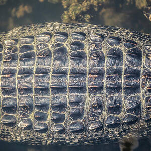 Mid Section Of Alligator Lying by Jess McGlothlin Media
