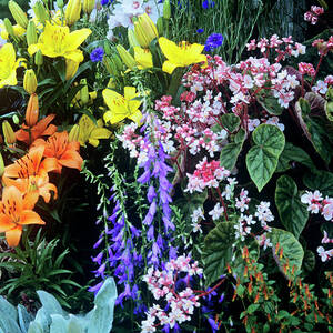Mixed Flowers by Science Photo Library