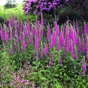 Mixed Summer Border by Science Photo Library