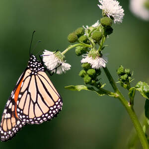 Monarch in Madison by Natural Focal Point Photography