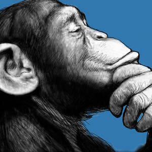 Monkey pop art drawing sketch by Kim Wang