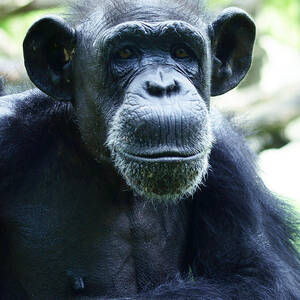 Monkey See Monkey Do by M Three Photos