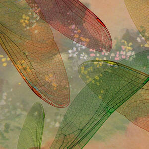 Montage Abstract Of Dragonfly Wings by Jaynes Gallery