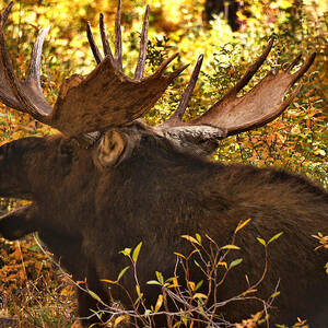 Moose in the Meadow by Leda Robertson