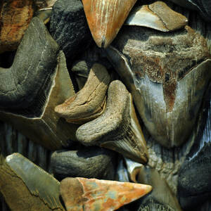 More Megalodon Teeth by Rebecca Sherman