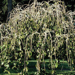 Morus 'chaparral' Tree by Science Photo Library