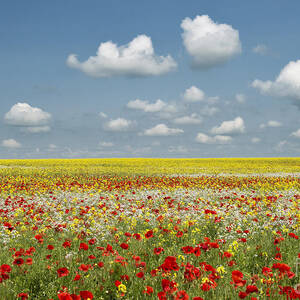 Multicoloured Field by Tim Gainey