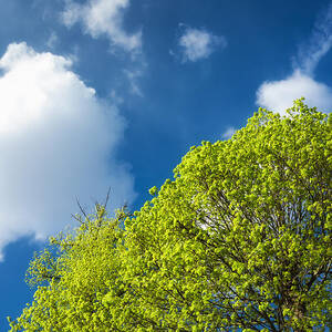 Nature in spring - bright green tree and blue sky by Matthias Hauser