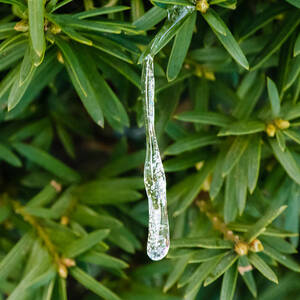 Nature's ornament by SAURAVphoto Online Store